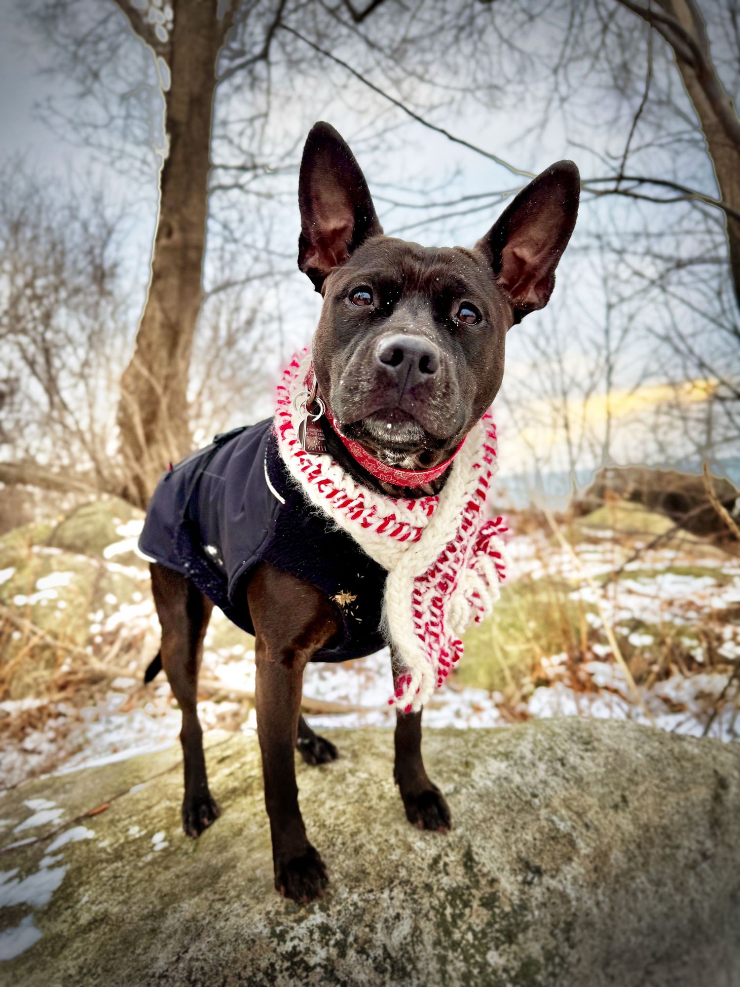 A black pit bull type dog wearing a red and white bandana stands on a snowy rock in a winter landscape.