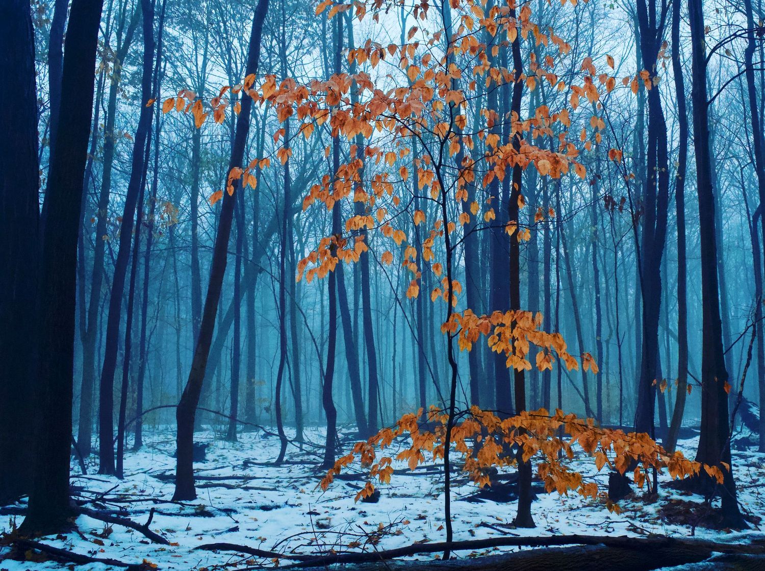 A lone tree with orange autumn leaves stands out against a misty blue winter forest with snow-covered ground.