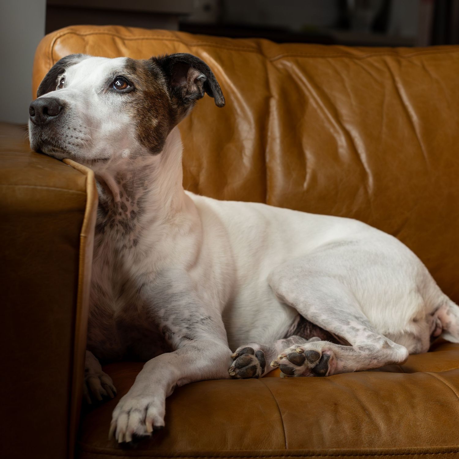 White dog resting on brown leather couch