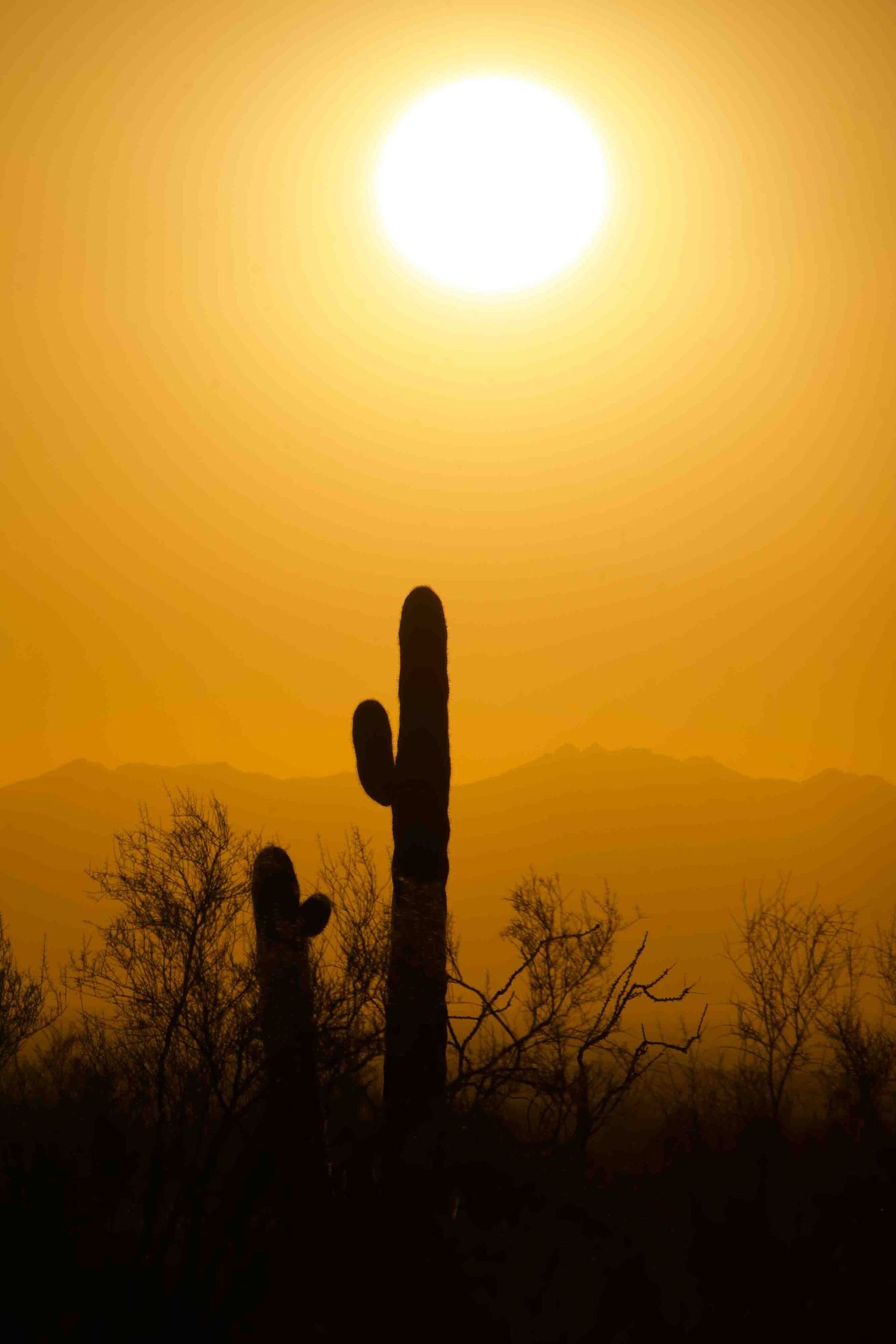 Desert sunset silhouetting tall saguaro cacti against a golden sky.