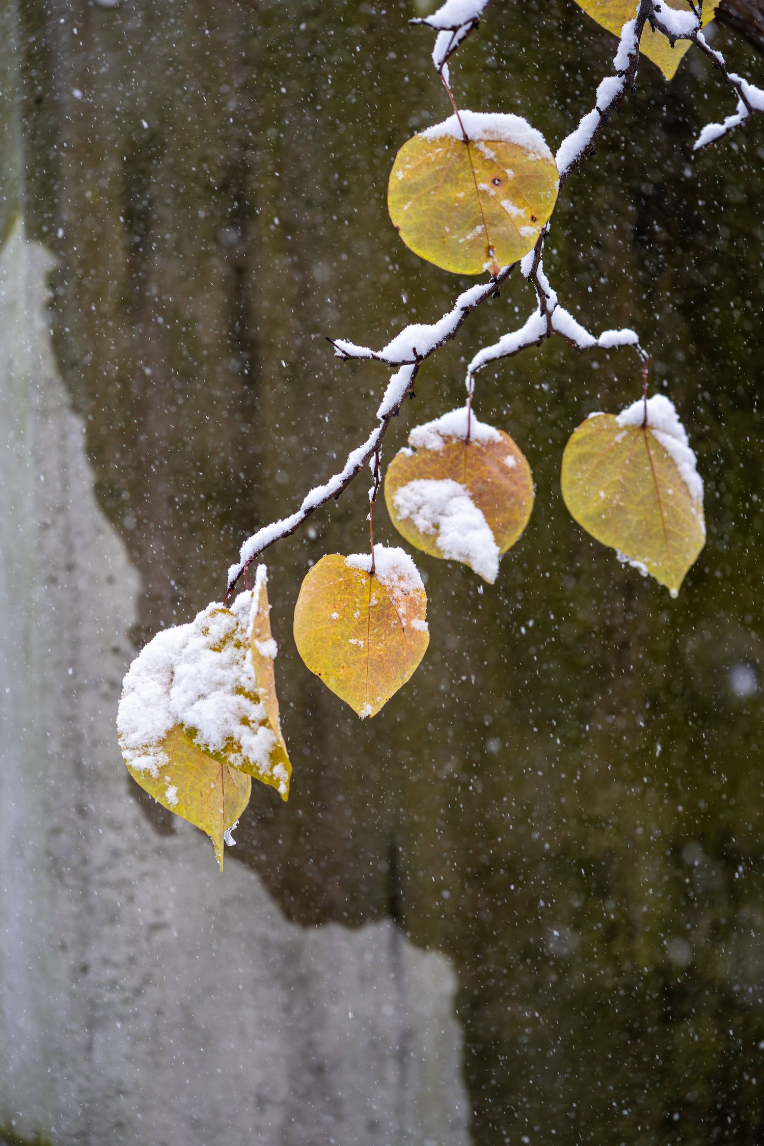 Yellow autumn leaves covered in fresh snow against a dark background create a striking seasonal contrast.