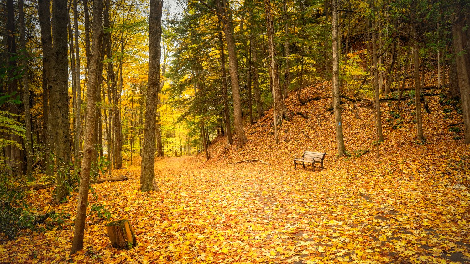 Autumn forest path covered in golden yellow fallen leaves, with an inviting bench