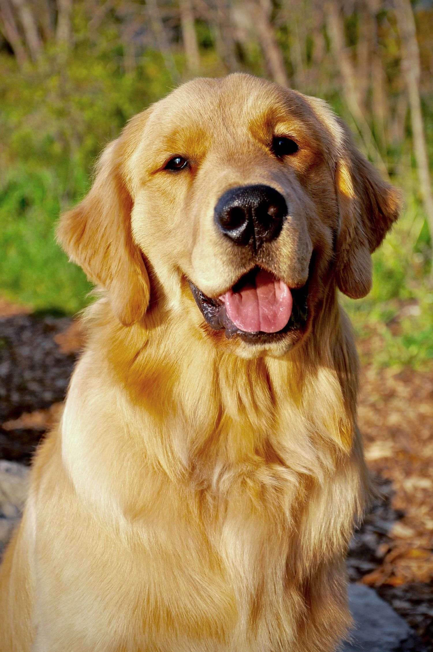 Happy Golden Retriever dog smiling with tongue out in an outdoor portrait shots.
