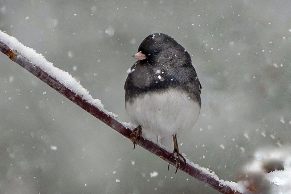 Dark-eyed junco bird perched on snowy branch during winter storm.
