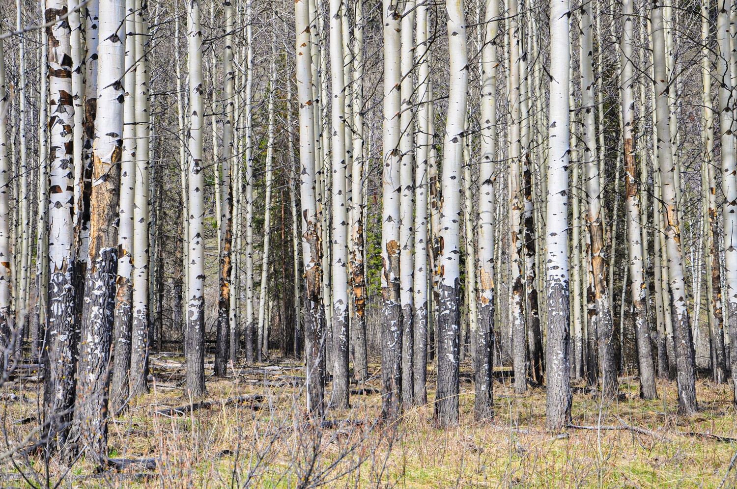 A dense forest of tall white birch trees stretches into the distance with bare branches against a cloudy sky.