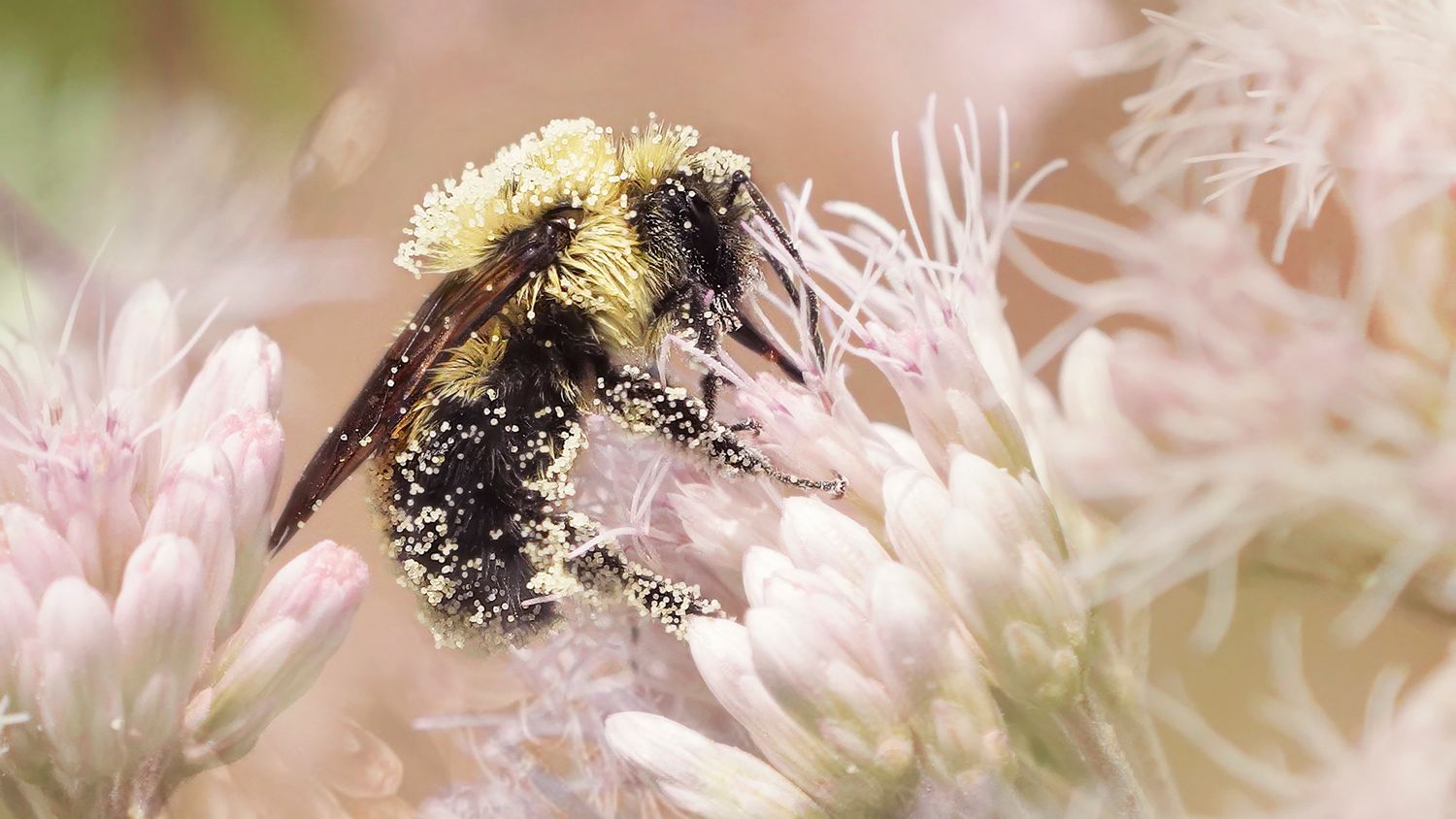 A black and yellow bumblebee collects nectar from delicate pink and white flowers in a garden setting.