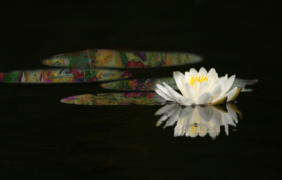 Time-lapse sequence showing a white water lily flower opening and closing against a dark background.