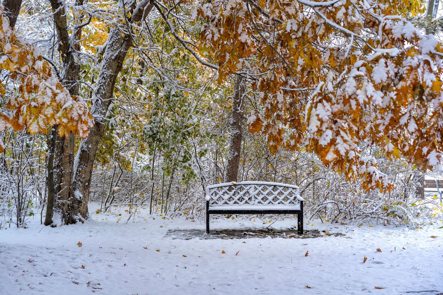 White bench in park surrounded by snow-covered trees with autumn leaves.