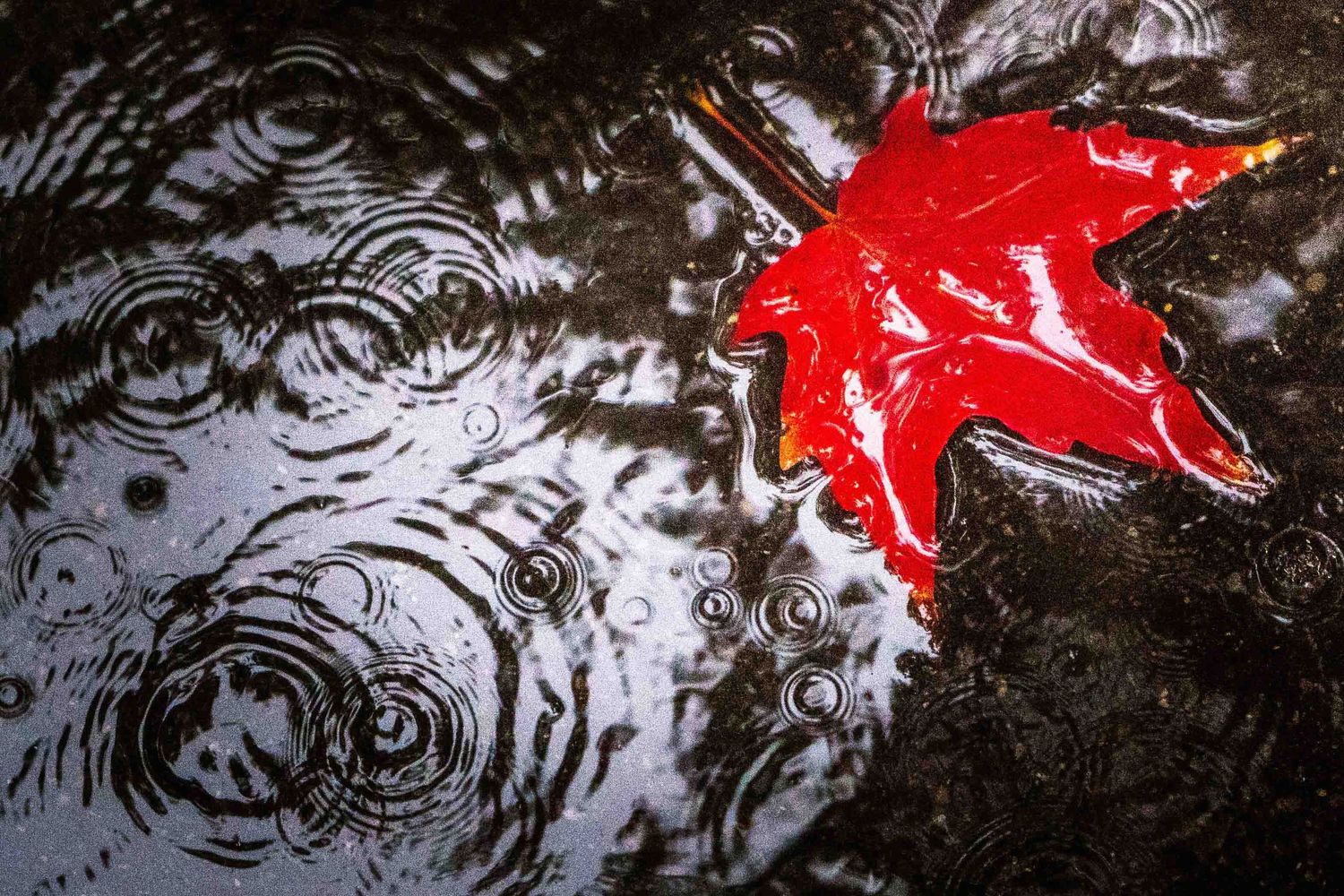 Scarlet red maple leaf floating on dark water with rain drops creating ripples.