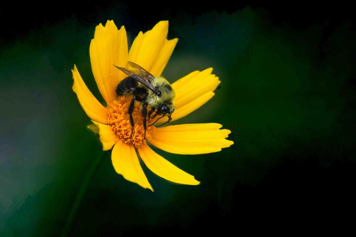 Yellow coreopsis flower with bee collecting pollen against dark background.