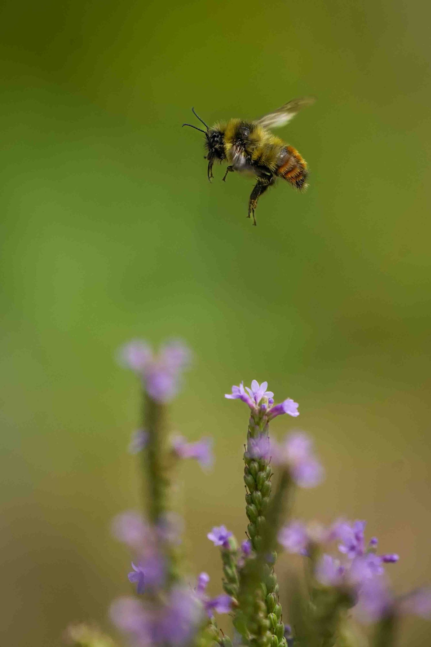 Try-coloured bumblebee approaches delicate blue vervain wildflowers against blurred green background.