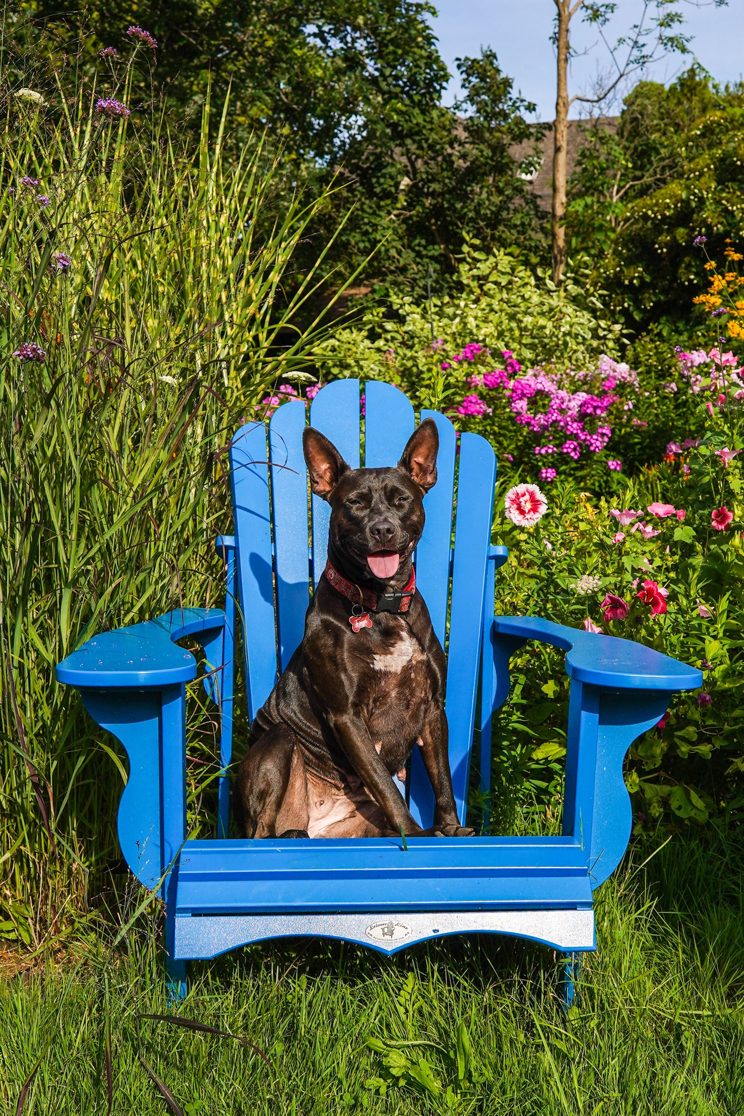 A black dog sits in a bright blue Adirondack chair surrounded by blooming flowers and garden foliage.