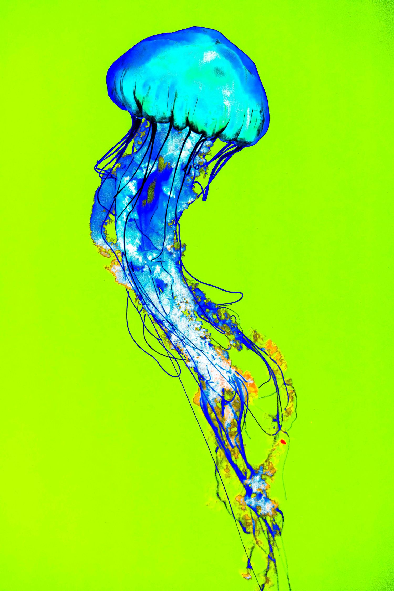 Artistic sequence showing a vibrant blue jellyfish in motion against a bright neon green background.