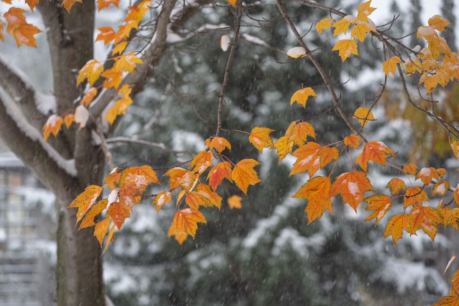 Orange autumn leaves contrast against snowy winter branches creating a striking seasonal transition in nature.