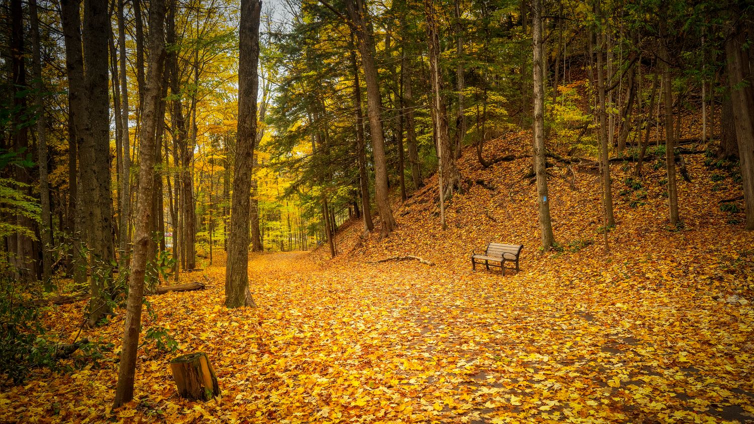 Panoramic view of autumn forest with golden leaves scattered on ground and sunlight filtering through trees.