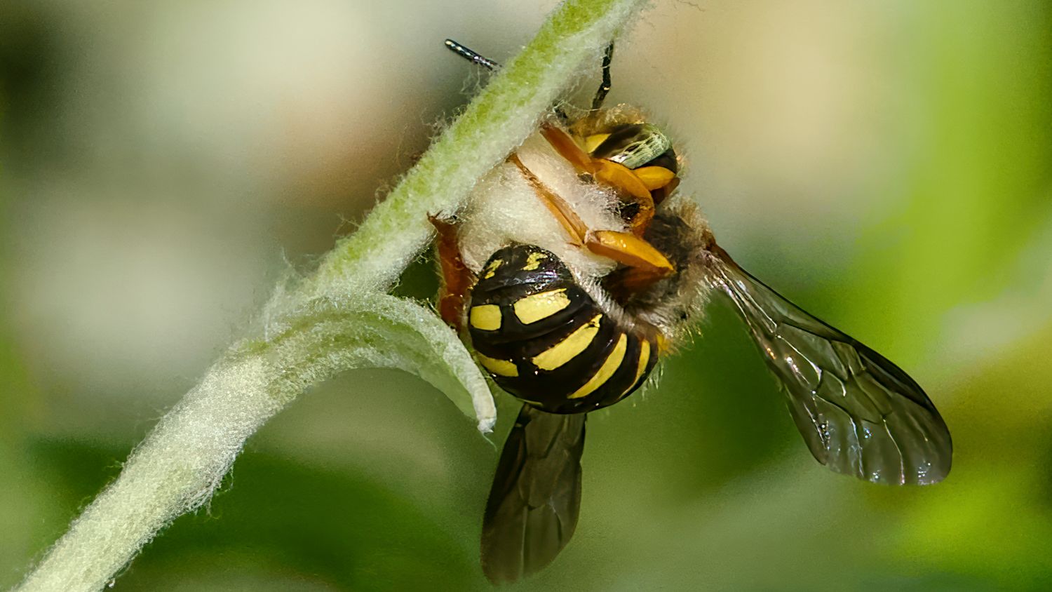 Wool carder bee gathering wool from a pearly everlasting stem to make a nest