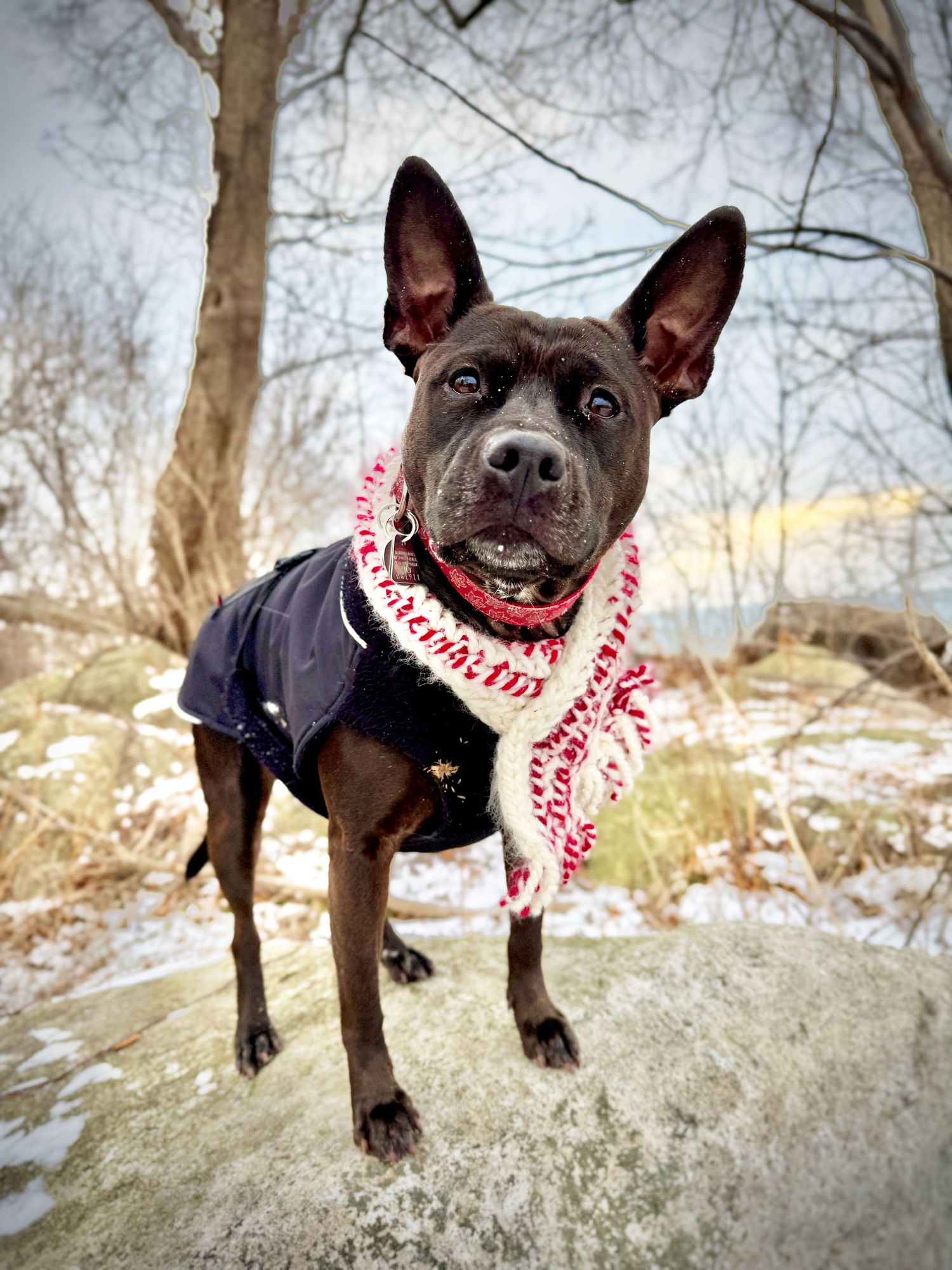 Black dog wearing a patterned bandana and dark jacket stands on a rock with alert ears and happy expression.