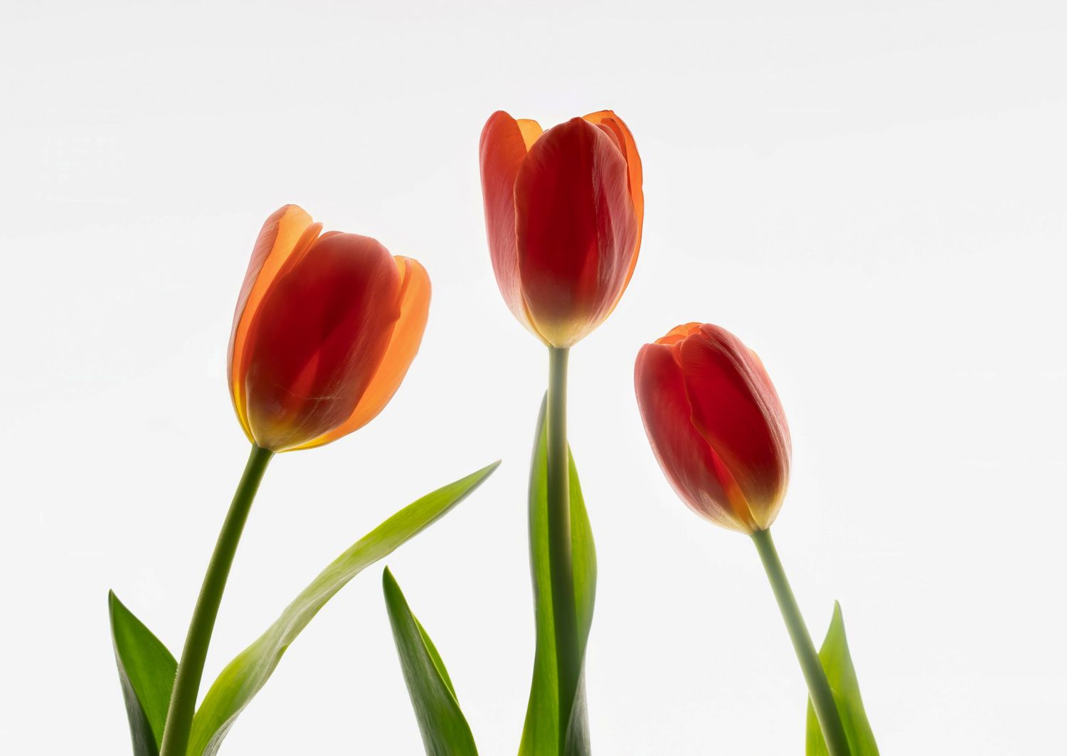 Three vibrant red and orange tulips with green stems against a clean white background.