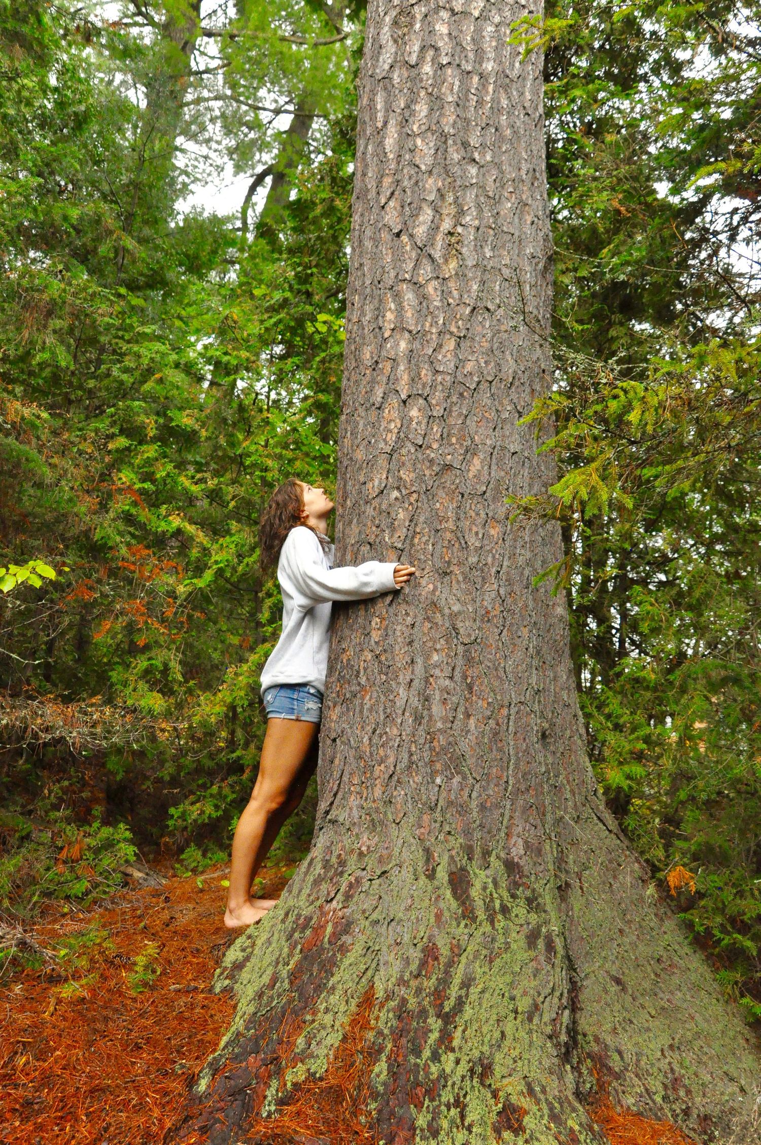 A sequence of images showing someone hugging and embracing a large tree trunk in a forest with autumn leaves on the ground.