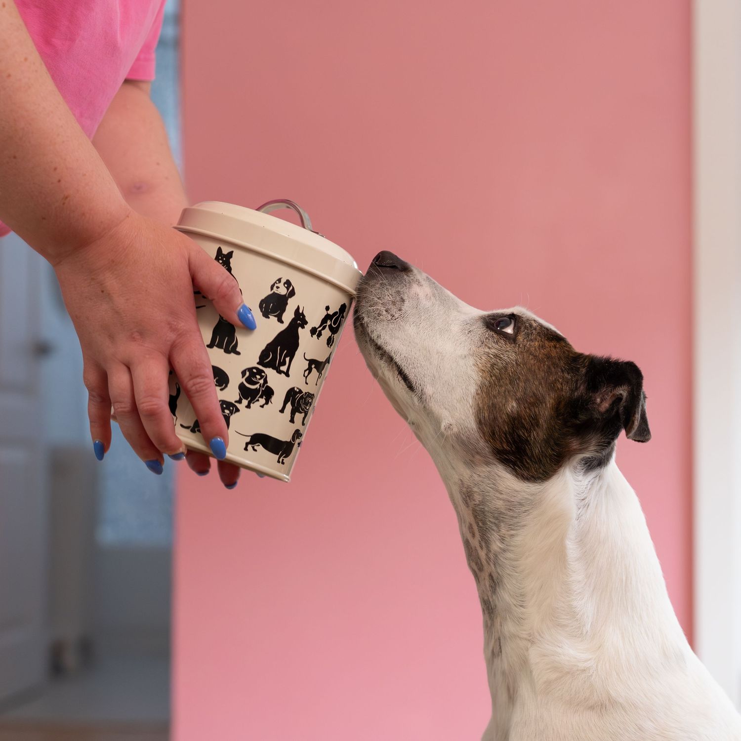 Treat please! Dog treat being offered to white dog against pink background.