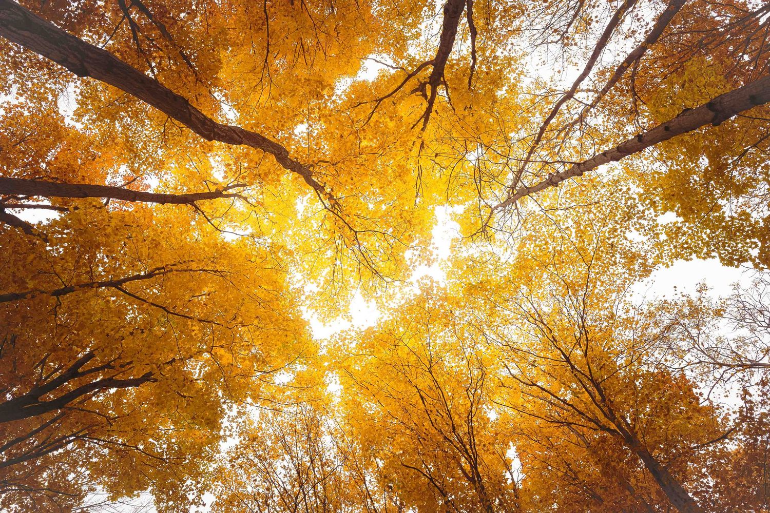 Golden autumn maple leaves create a glowing canopy against a bright sky in a forest setting.