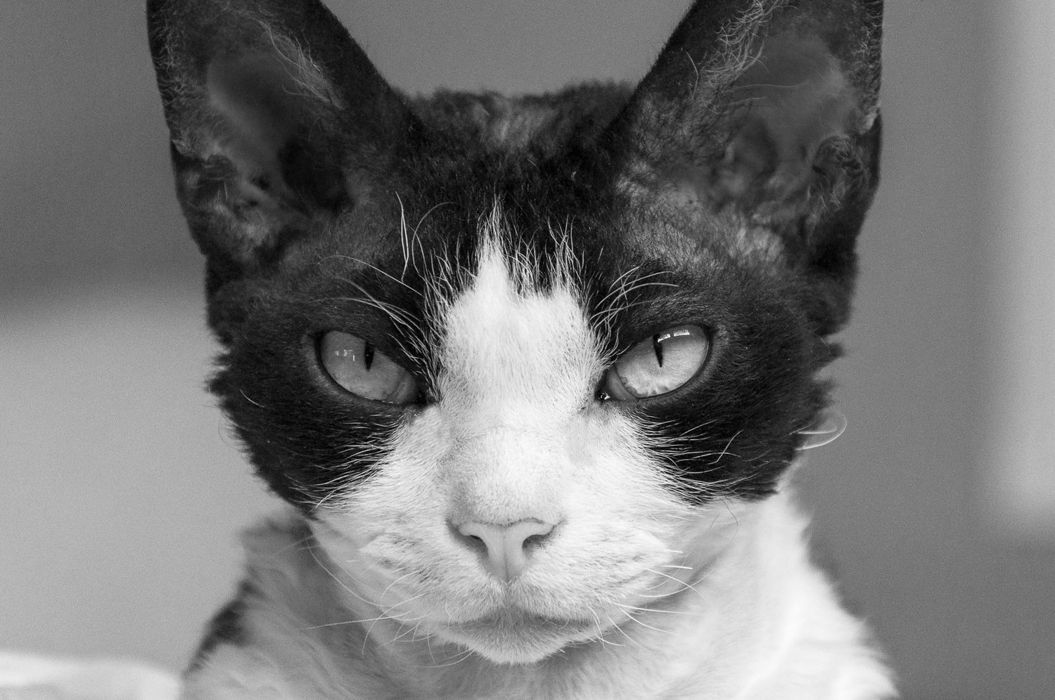 A black and white cat with striking eyes stares intensely at the camera in a close-up portrait shot.