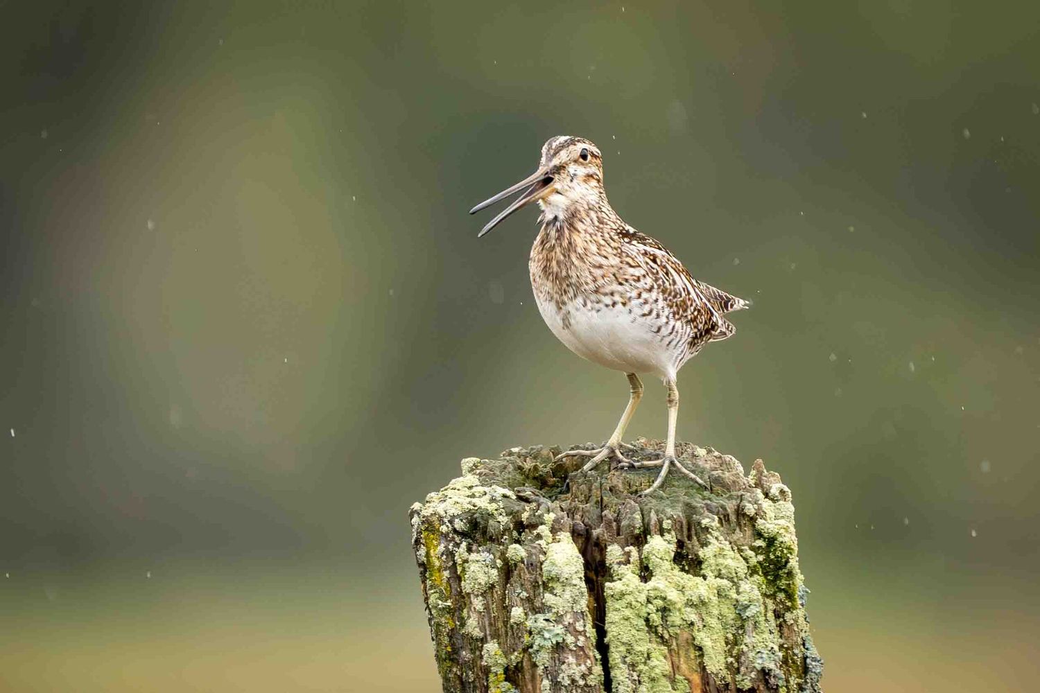 Close-up of a Wilson's snipe perched on a wooden post in a natural setting as the rain falls down.