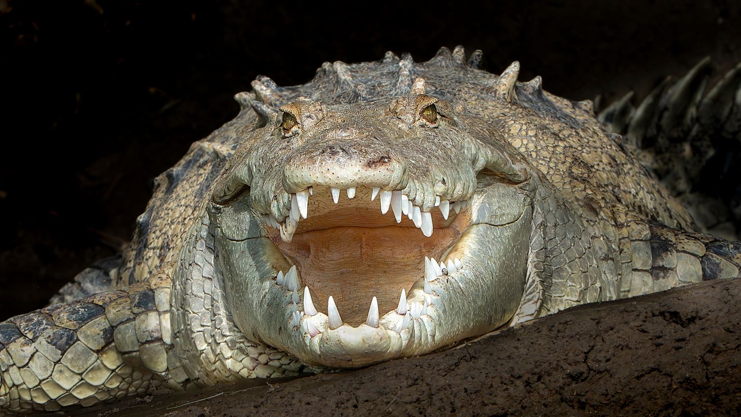 Close-up of a large crocodile with open jaws displaying sharp teeth, resting along the edge of a river bank in Costa Rica.