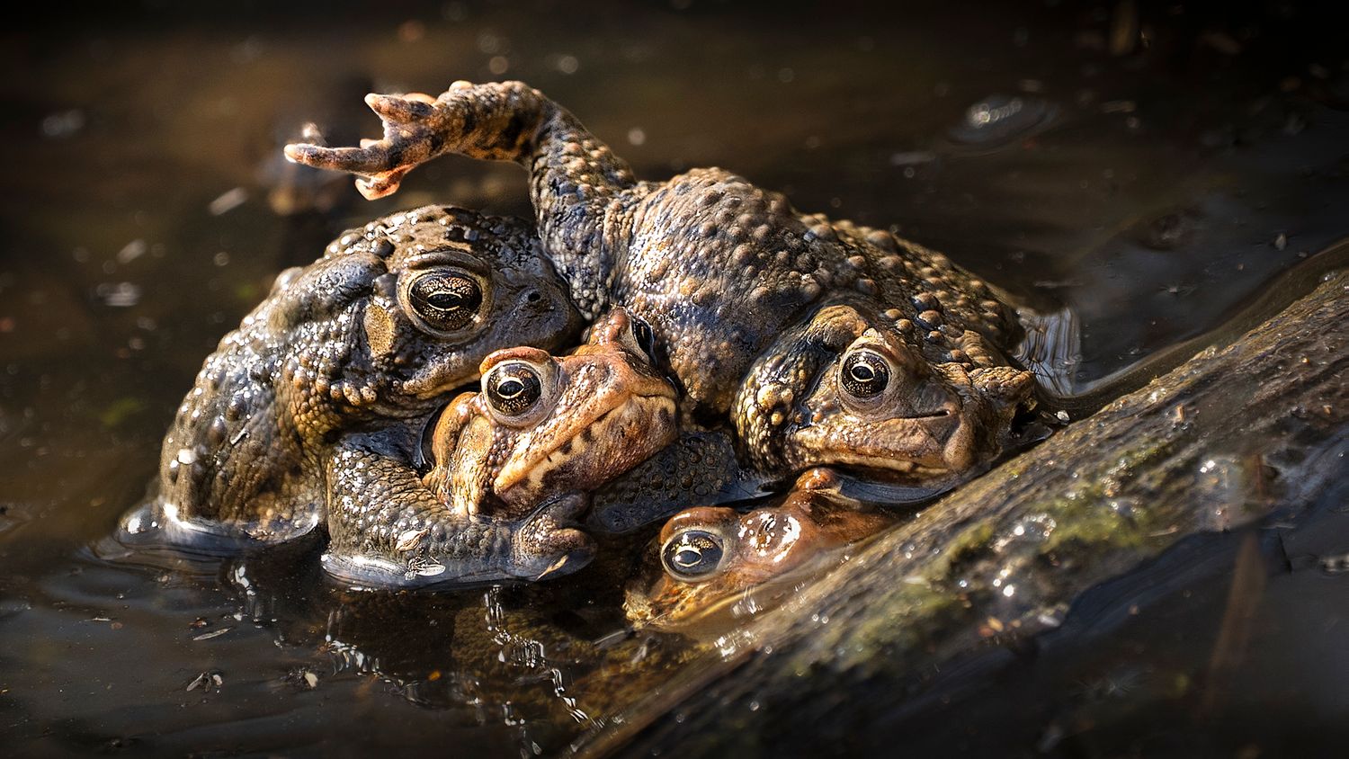 A group of American alligators floating in dark murky water with their eyes and snouts visible above the surface.