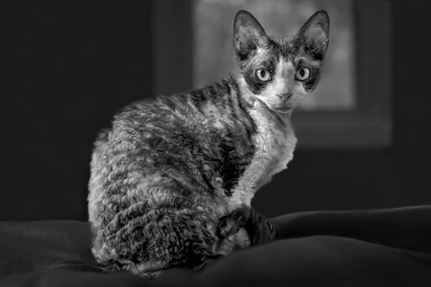 Black and white portrait of Devon Rex cat staring at the camera, demonstrating her curly coat, and large ears.