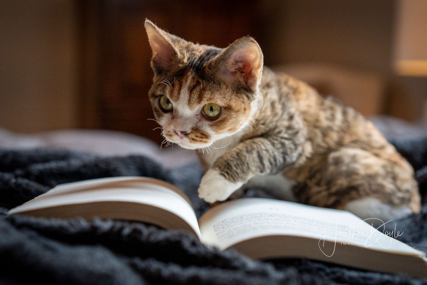 A curious kitten appears to be reading an open book.