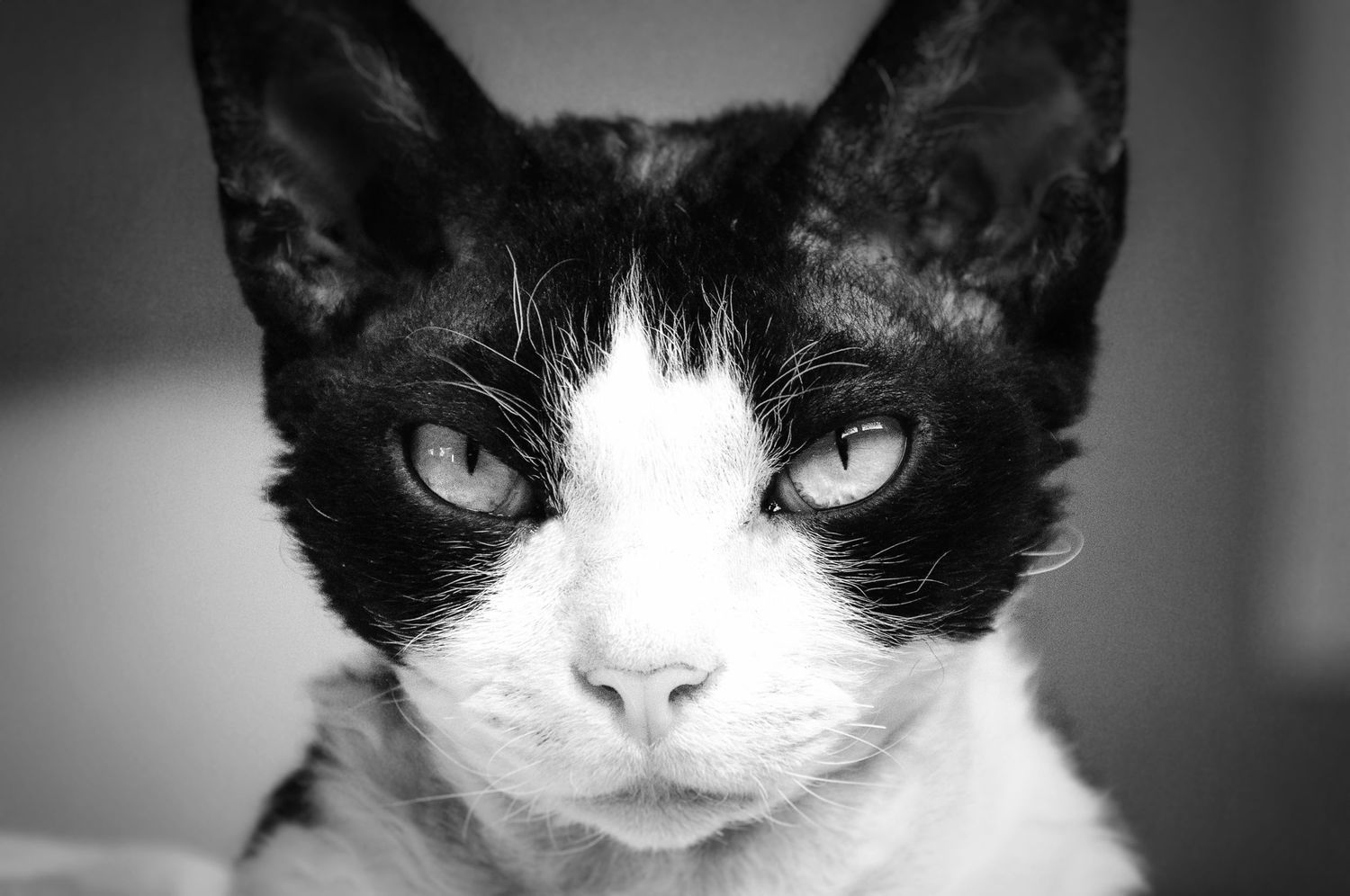 A dramatic black and white portrait of a tuxedo cat's face.