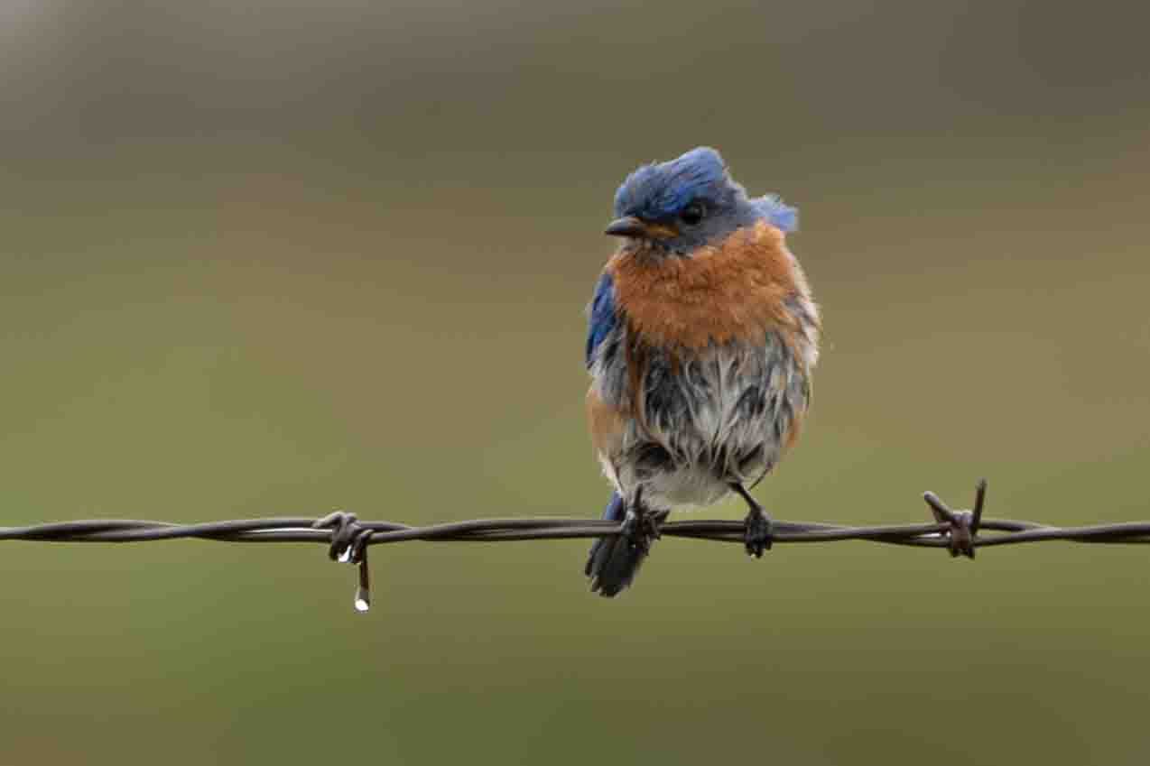 An wet and weary Eastern bluebird perches on a barbed wire fence with a  clean, soft focus background.