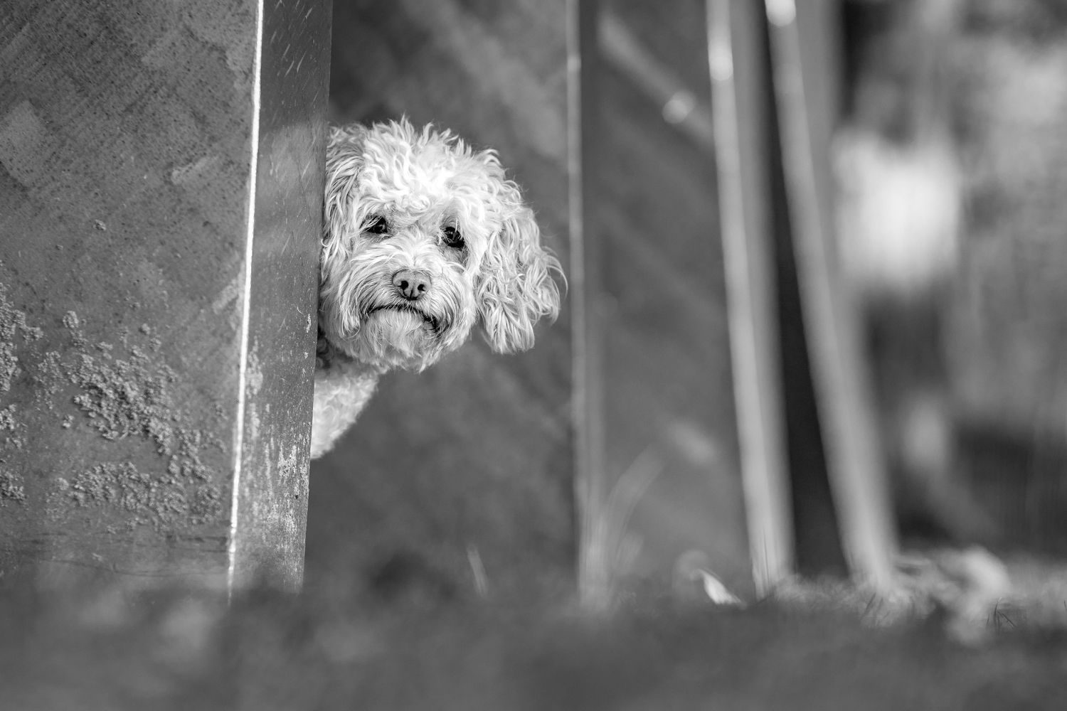 A fluffy white dog with curly fur sits outdoors against a blurred background.