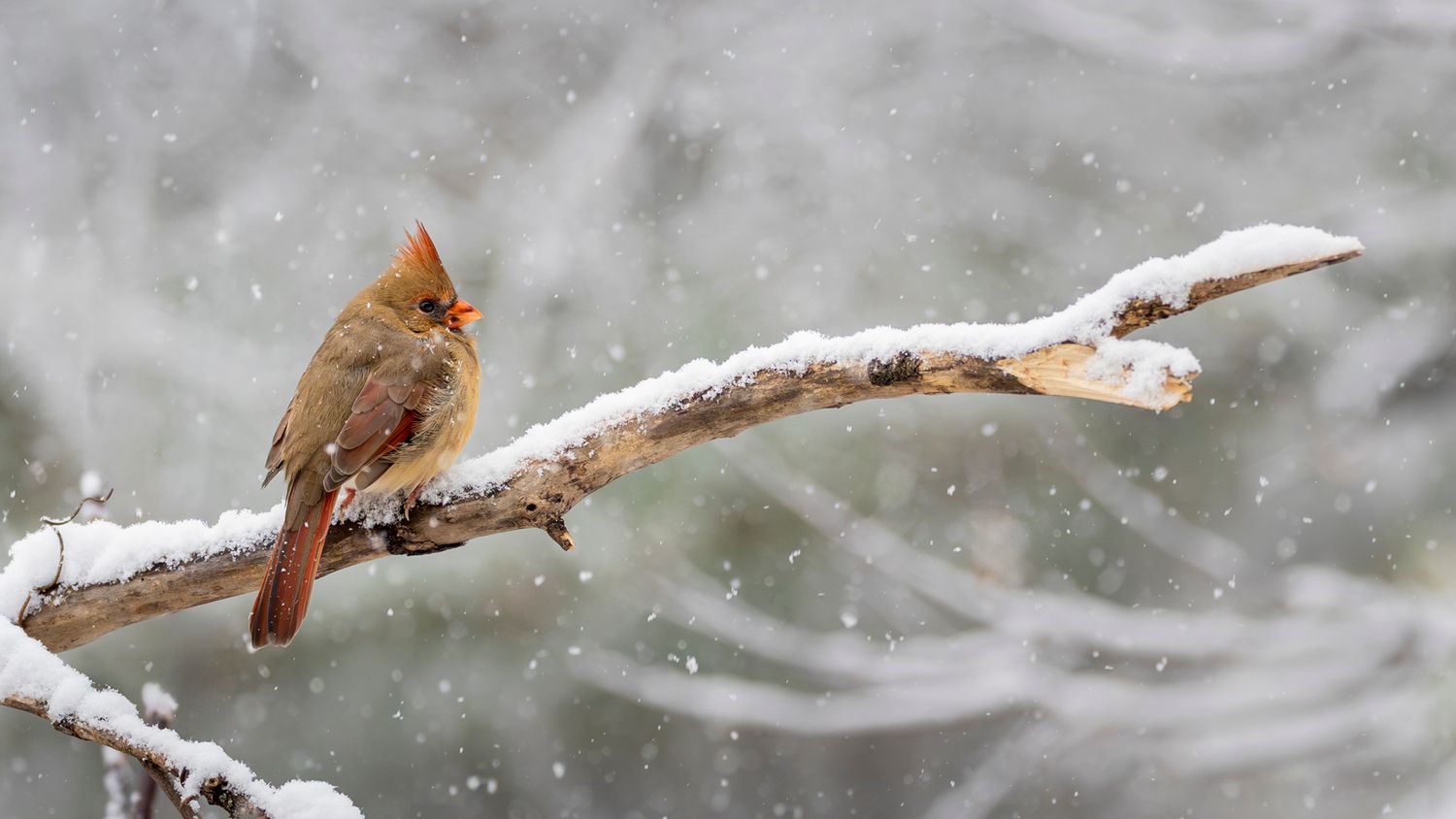 A female Northern Cardinal perches on a snow-covered branch during a winter snowfall.