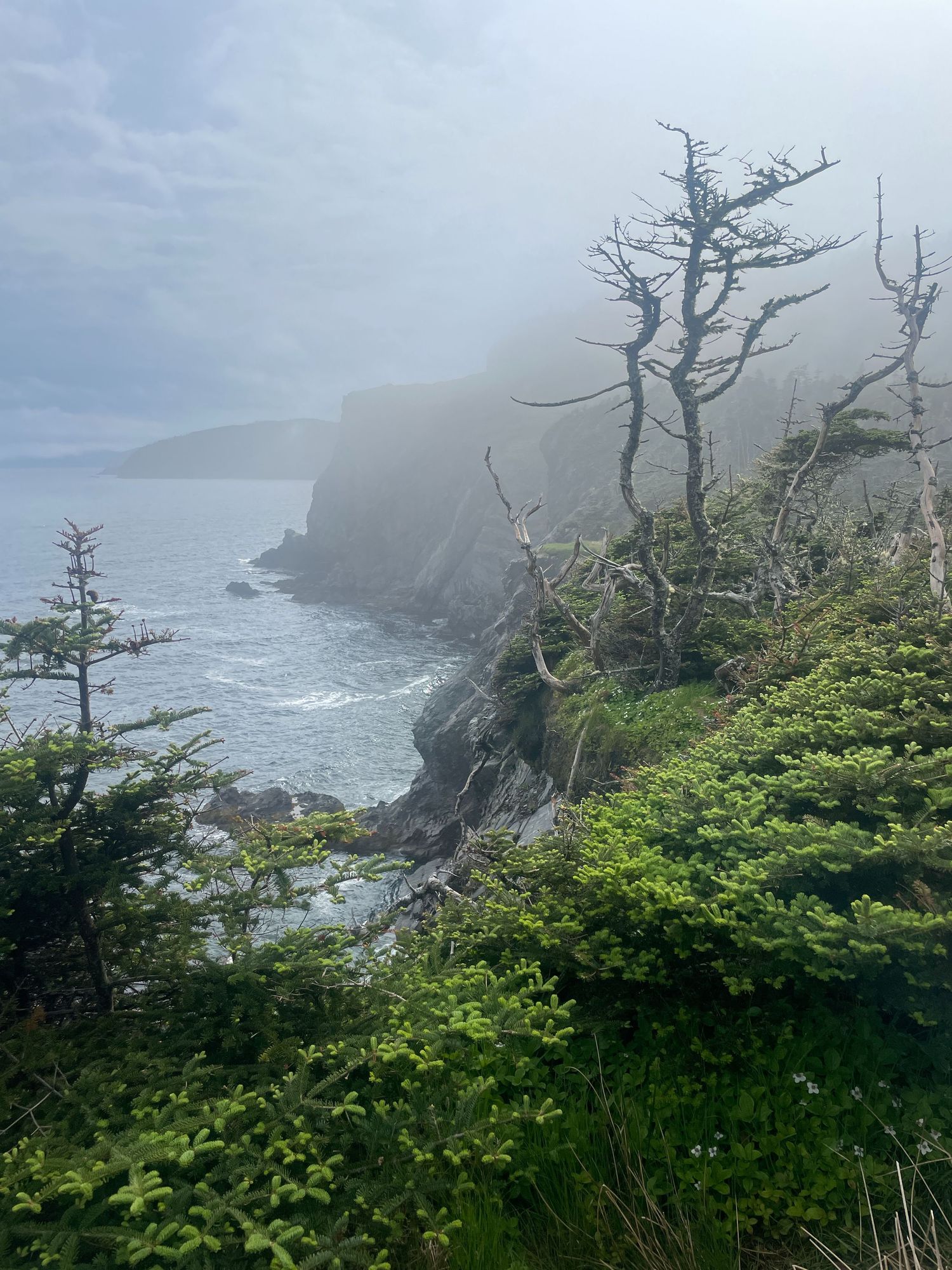 Foggy coastal landscape with rugged cliffs and windswept trees along the misty Pacific Northwest shoreline.