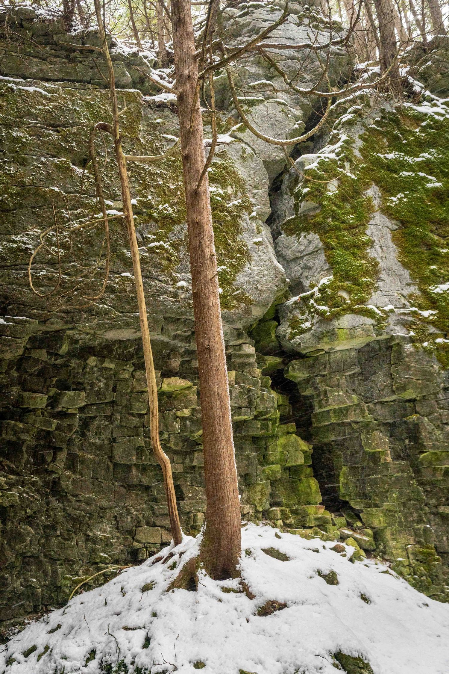 Snow-covered canyon with ancient cedars in winter forest setting in a world biosphere in Ontario, Canada