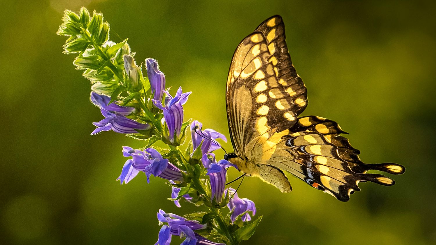 A vibrant giant swallowtail butterfly perches on purple wildflowers against a lush green bokeh background.