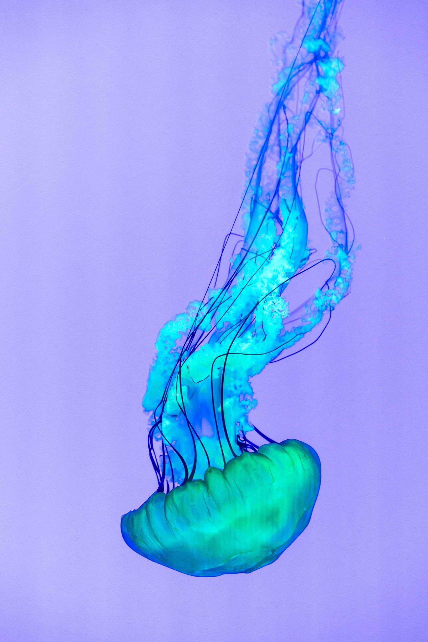Ethereal jellyfish glows in vibrant turquoise and blue colors against a purple background creating a mesmerizing underwater scene.