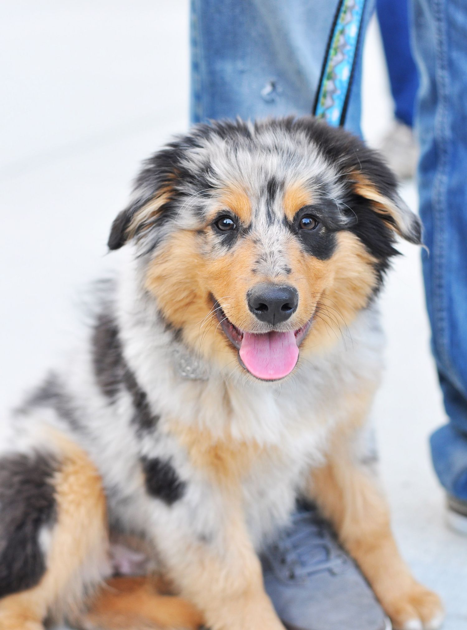 Adorable Australian Shepherd dog with tricolor fur smiling happily at the camera