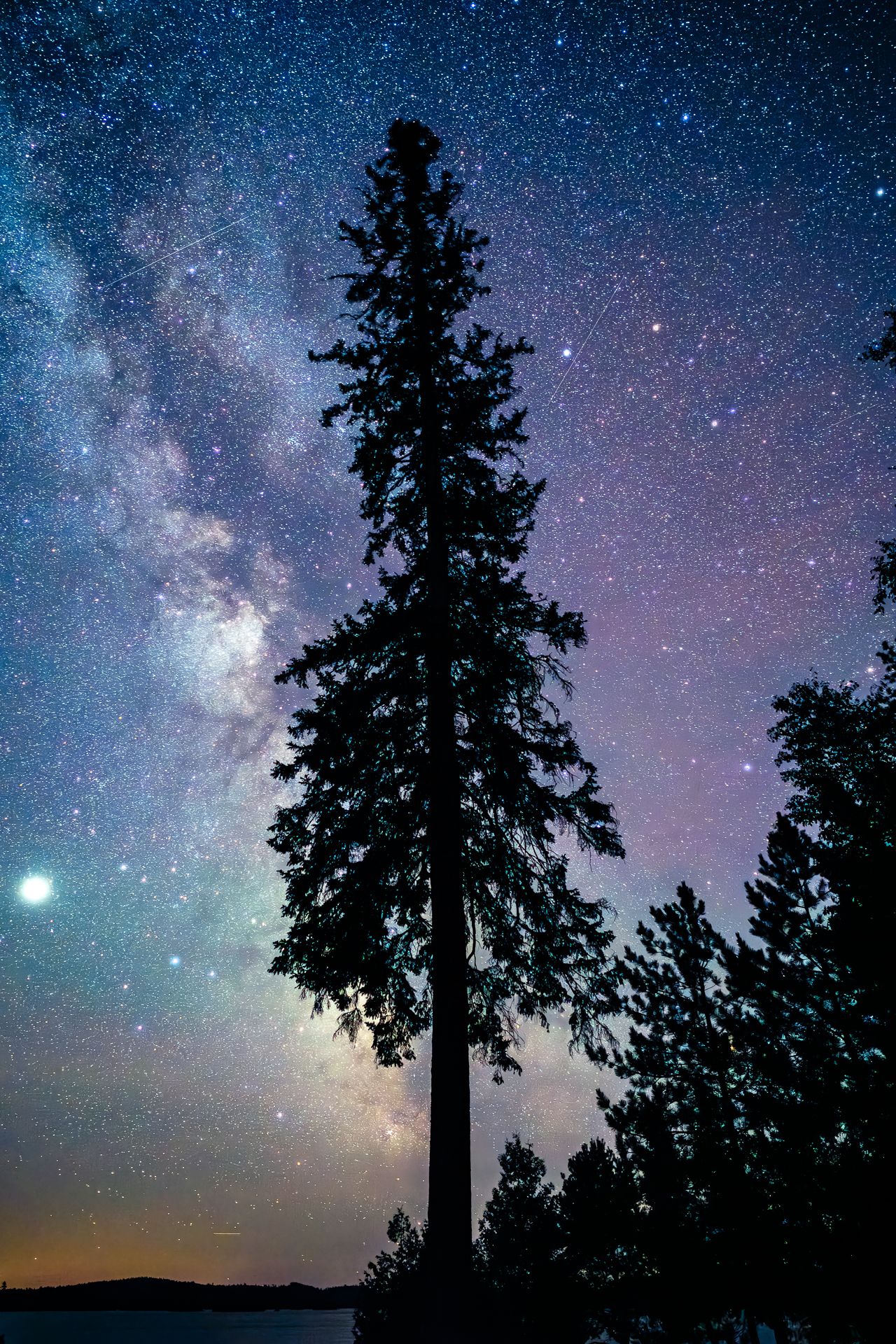 Silhouettes of tall spruce tree against a starry night sky with the Milky Way visible in this northern scene.