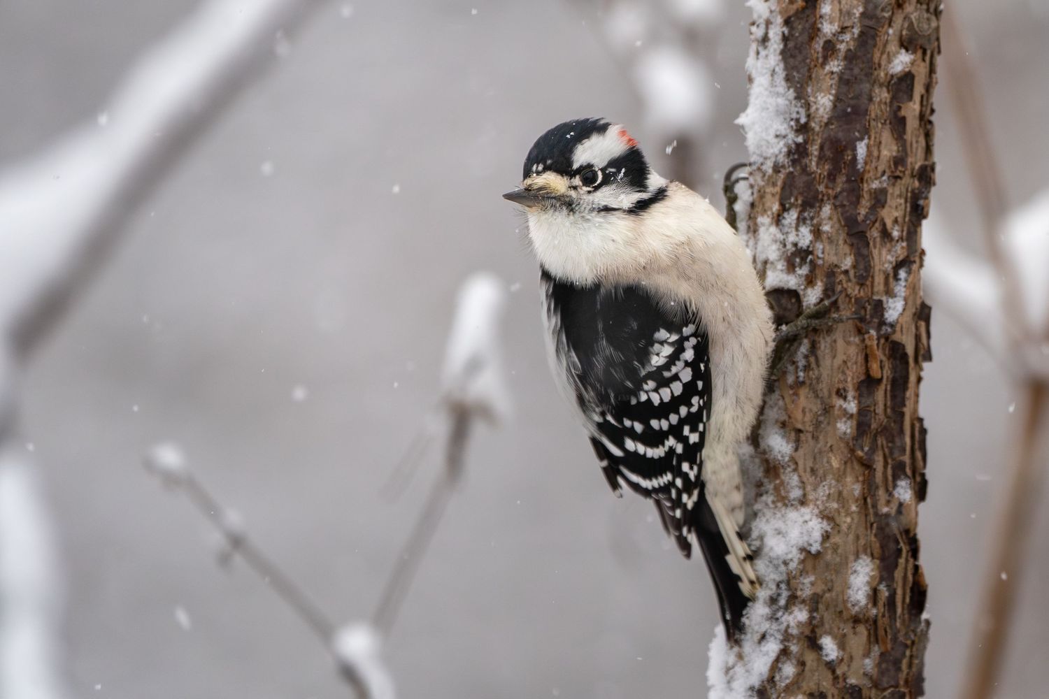 A downy woodpecker perches on a snowy tree trunk during winter, showcasing its distinctive black and white feathers.