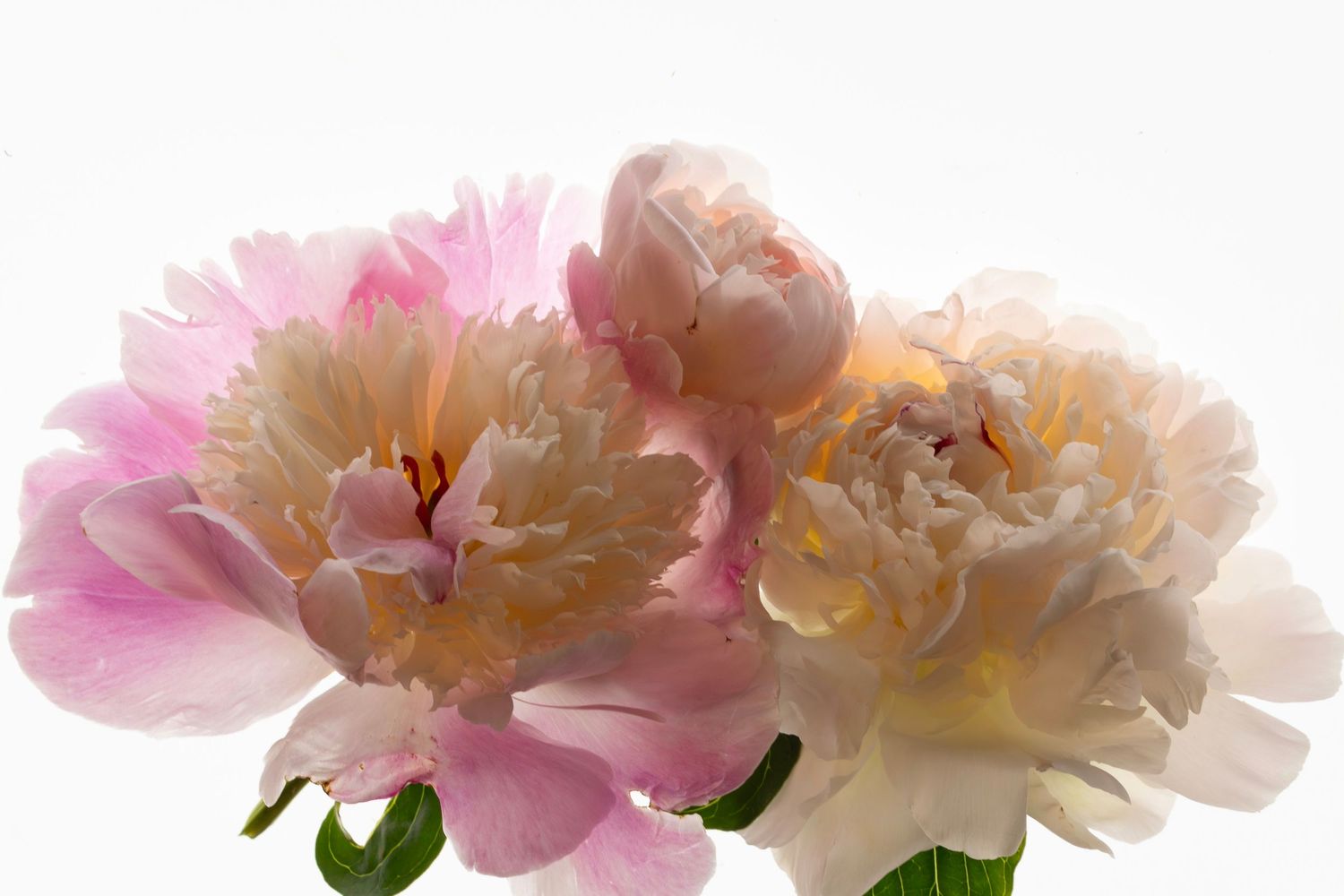 Soft pink and cream peony flowers in full bloom arranged together against a white background.