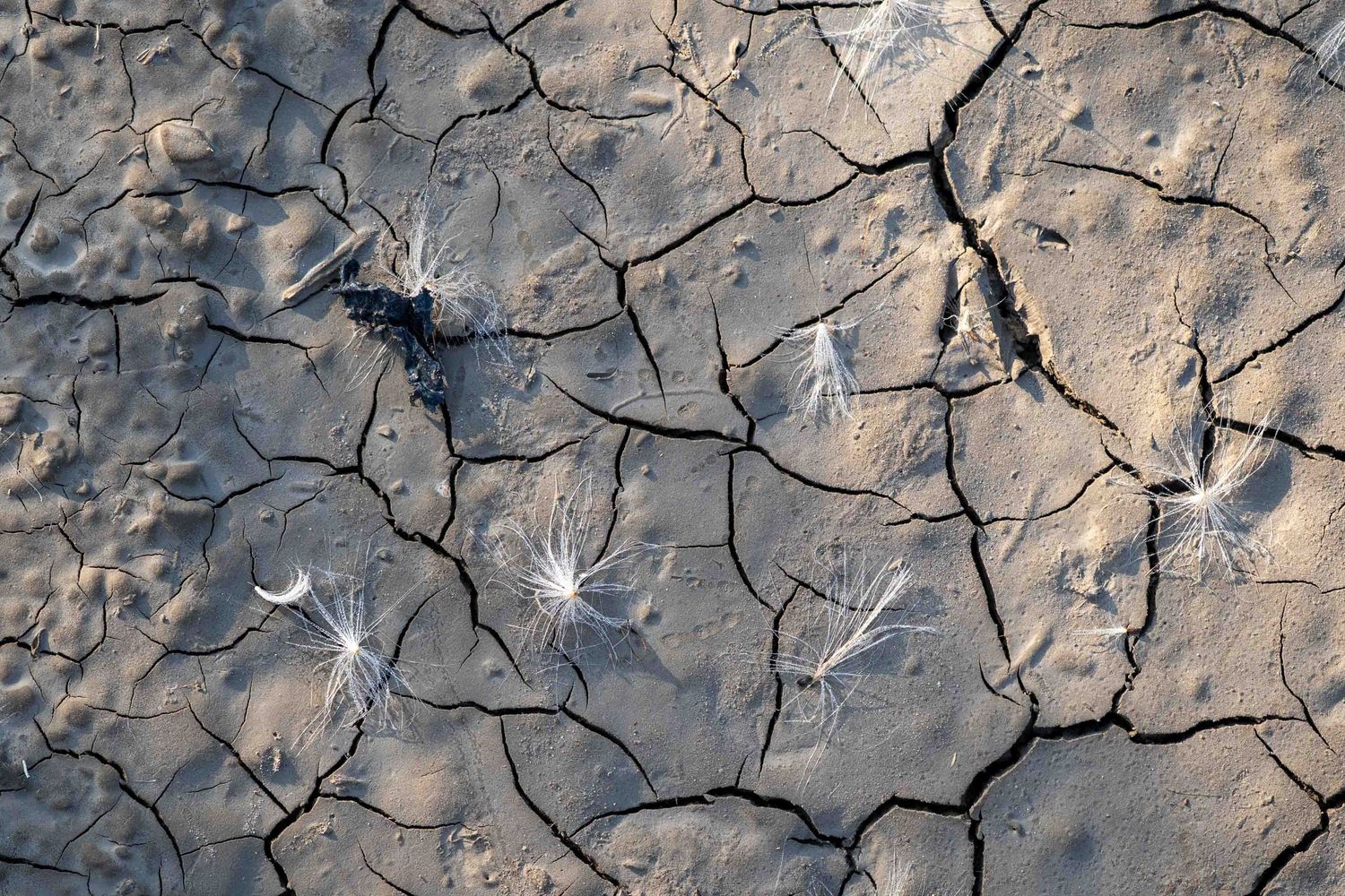 Cracked dry mud patterns create abstract texture. Milkweed seed pods indicate life and possibility in this arid landscape.