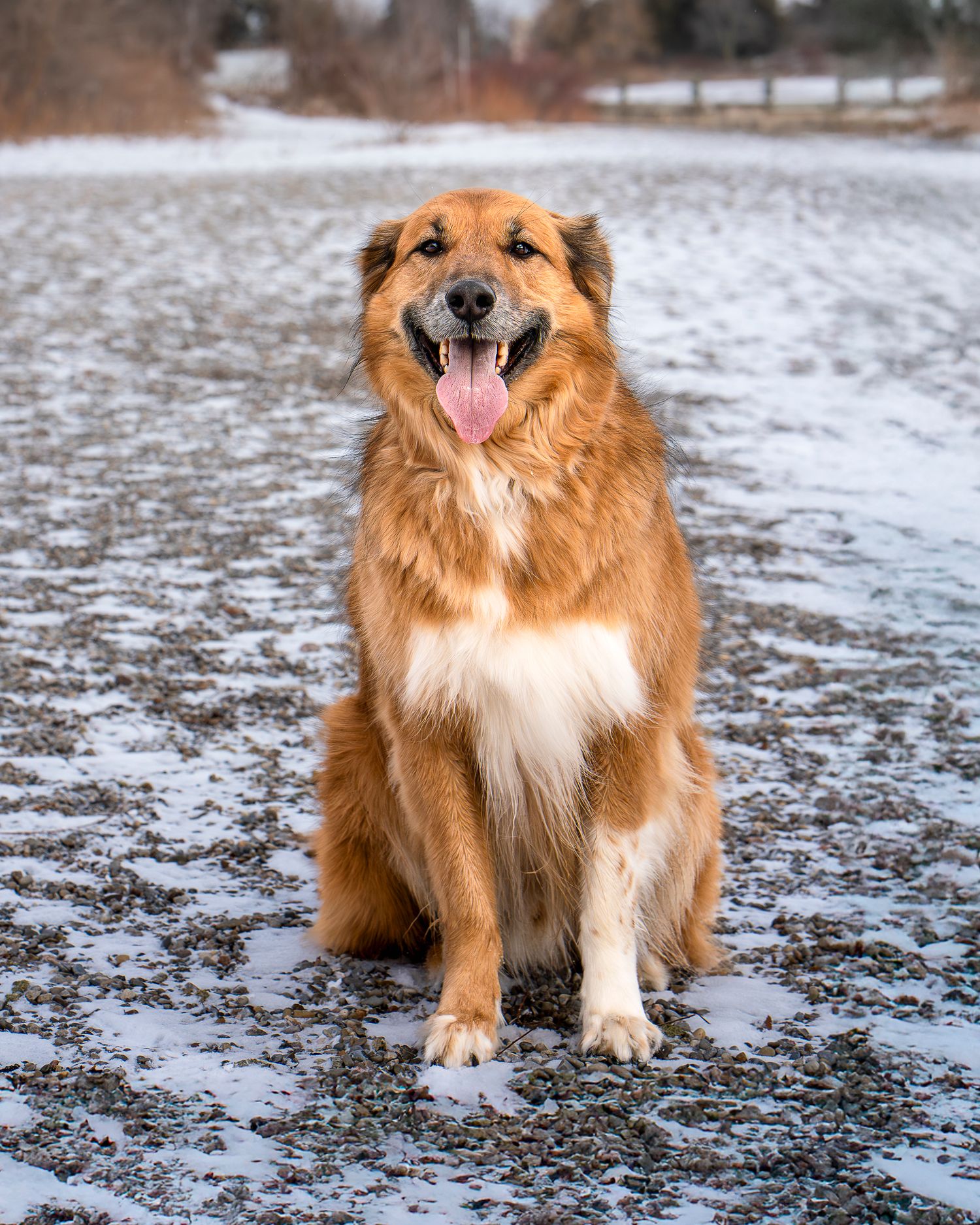 Happy golden-brown dog sitting in snow with tongue out and fluffy fur.