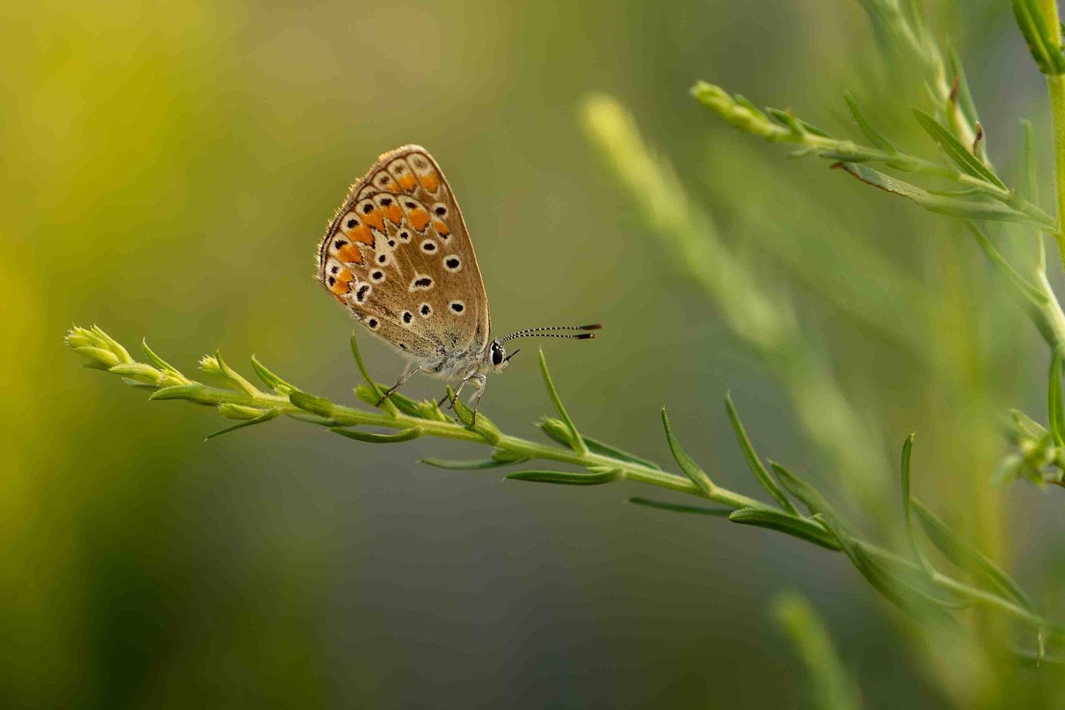 Common European blue butterfly resting on a delicate green plant stem in soft focus for a minimalistic image