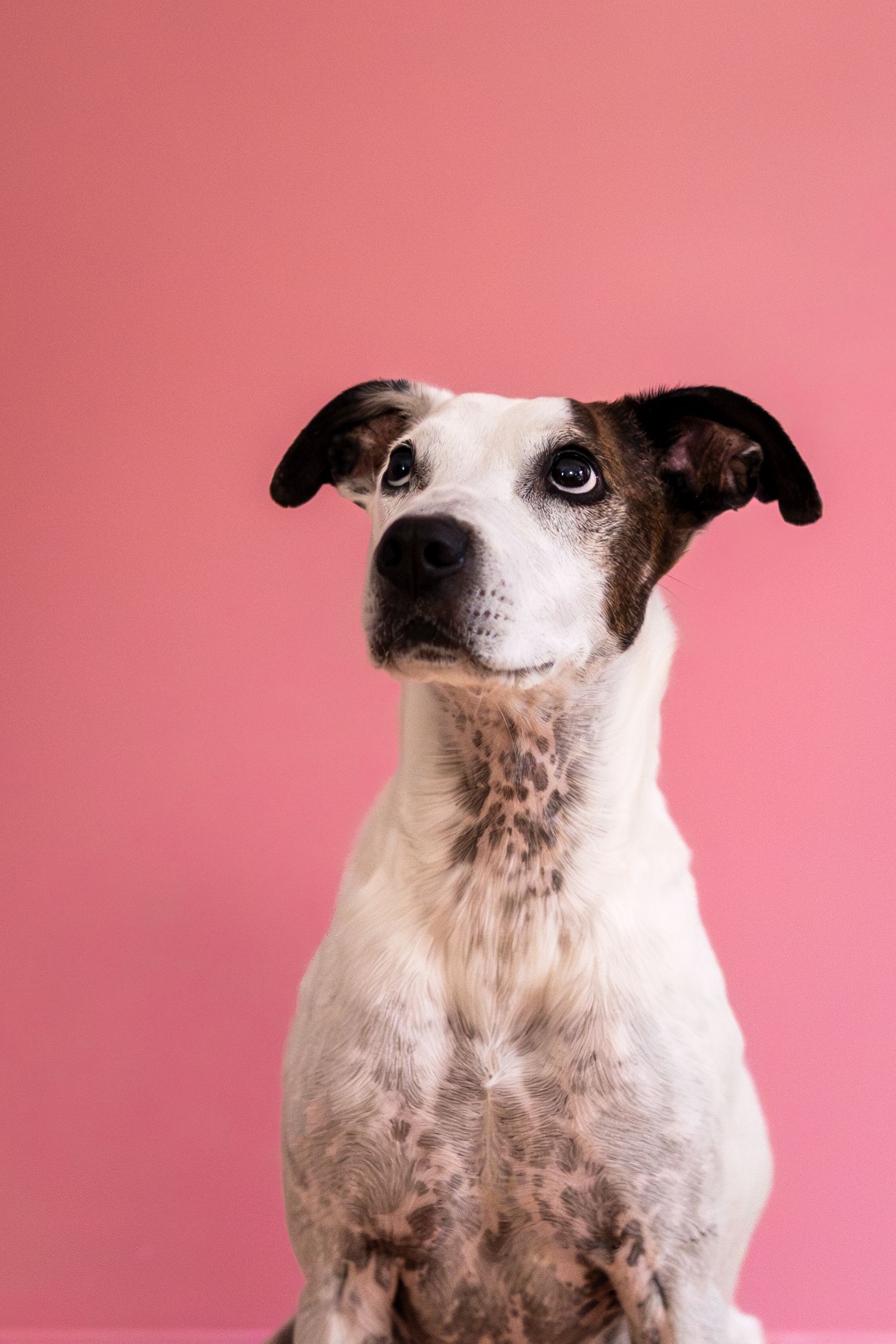 White and brown dog poses against pink background in close-up portrait series.