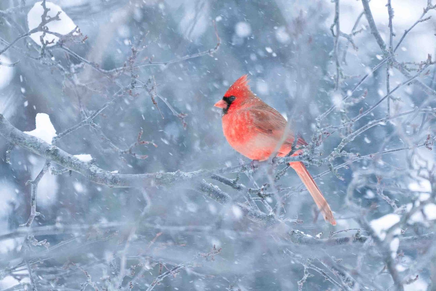 A bright red male cardinal perches on a snowy branch during winter with a soft blue background.
