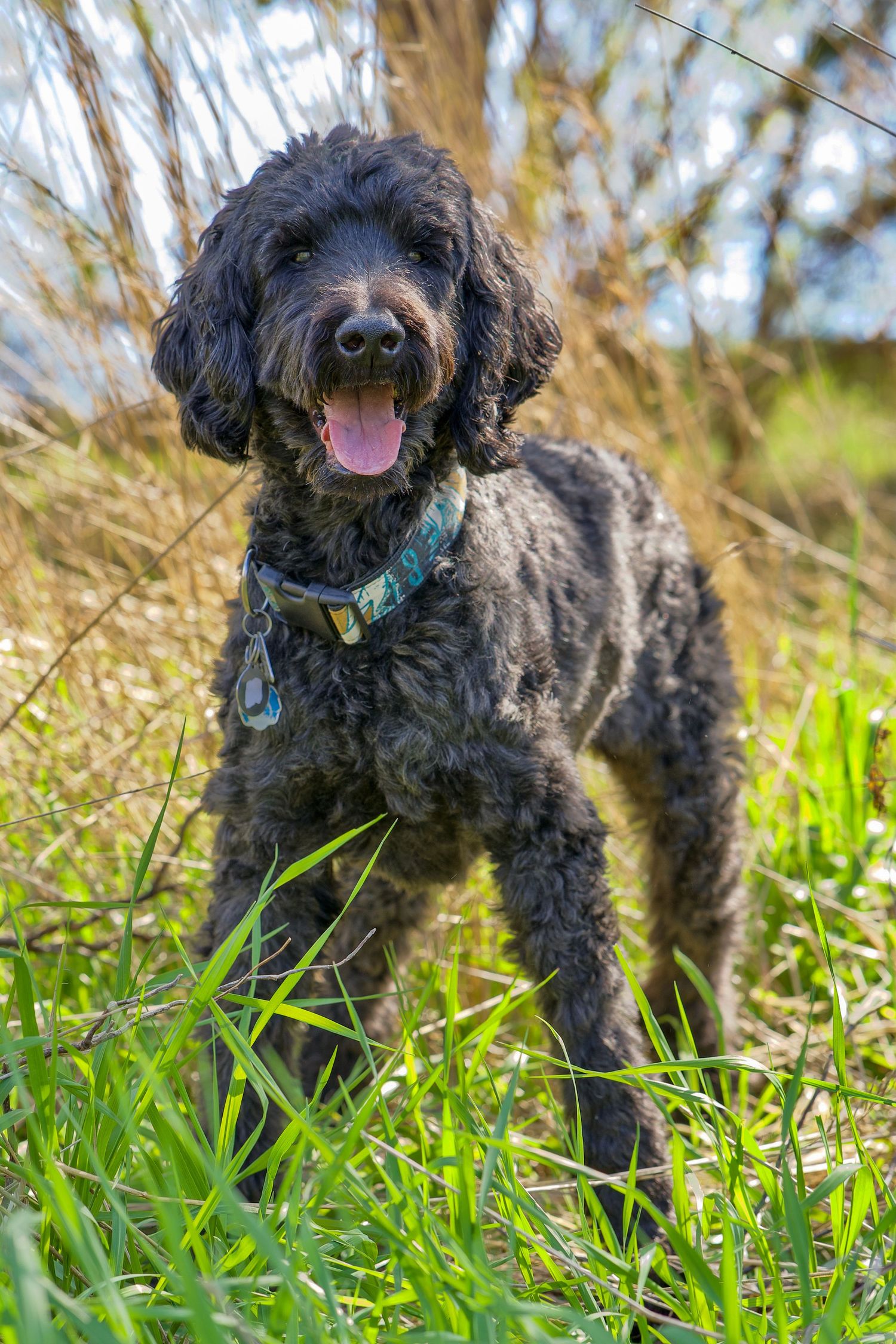 A black shaggy doodle dog plays in tall grass on a sunny day, showing its playful expression and wagging tongue.