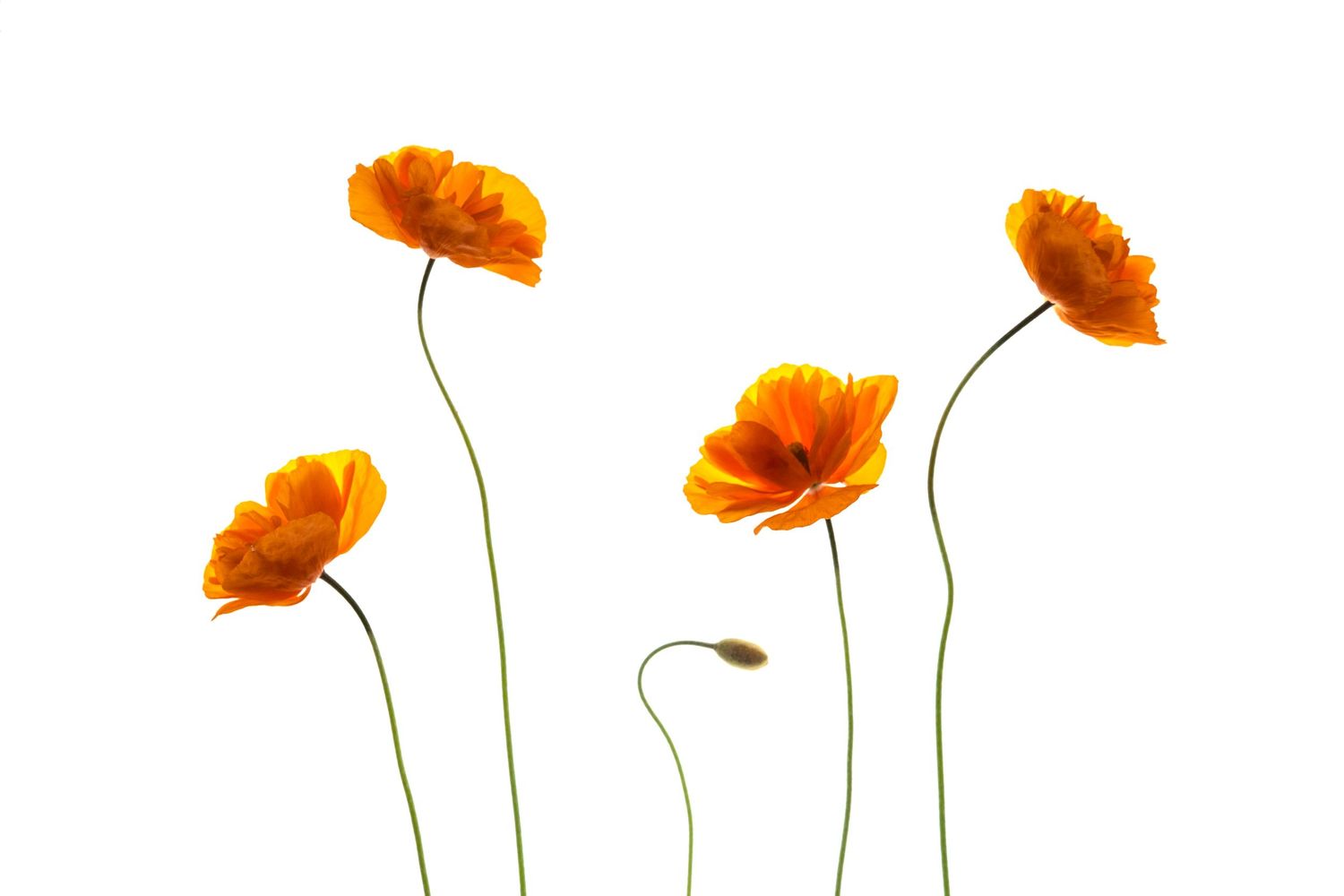 Five vibrant orange poppy flowers with slender green stems arranged gracefully against a clean white background.